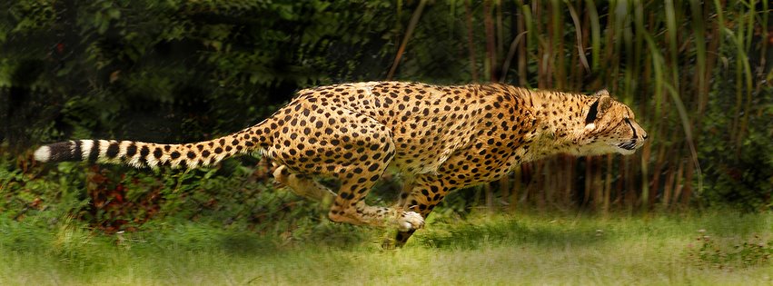 cheetah-run